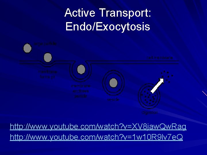 Active Transport: Endo/Exocytosis http: //www. youtube. com/watch? v=XV 8 jaw. Qw. Rag http: //www.