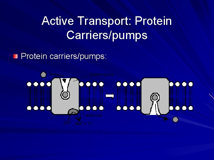 Active Transport: Protein Carriers/pumps Protein carriers/pumps: 