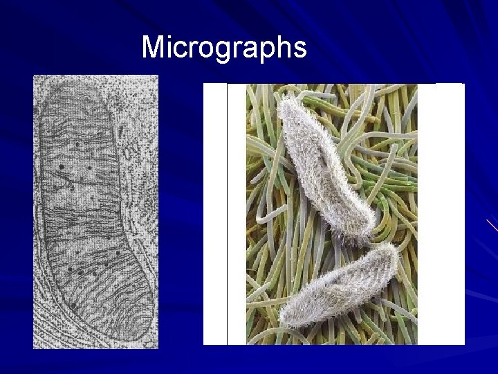 Micrographs 