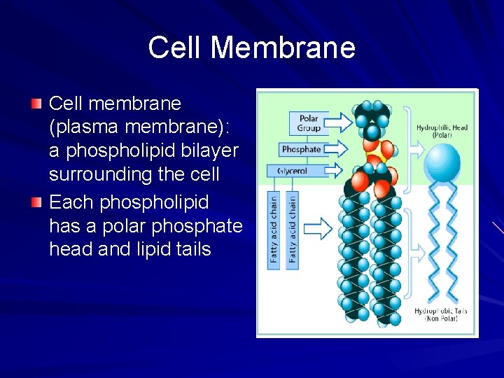 Cell Membrane Cell membrane (plasma membrane): a phospholipid bilayer surrounding the cell Each phospholipid