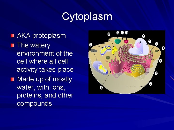 Cytoplasm AKA protoplasm The watery environment of the cell where all cell activity takes