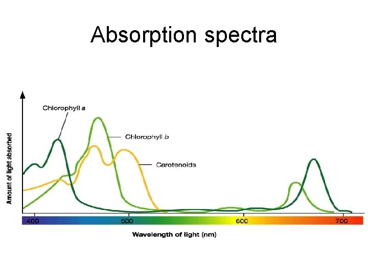 Absorption spectra 