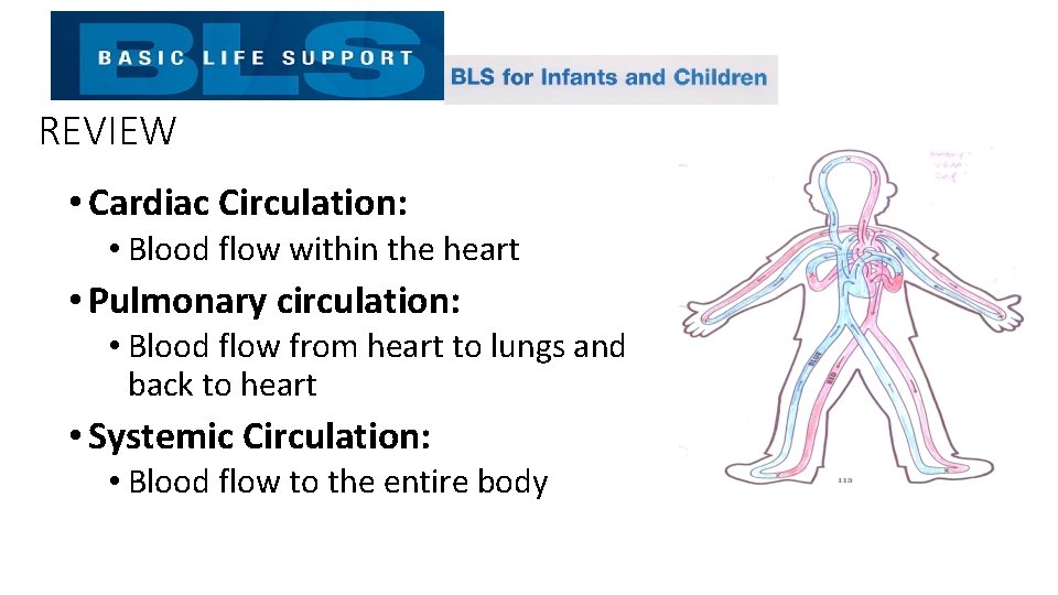 REVIEW • Cardiac Circulation: • Blood flow within the heart • Pulmonary circulation: •