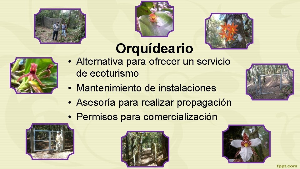 Orquídeario • Alternativa para ofrecer un servicio de ecoturismo • Mantenimiento de instalaciones •