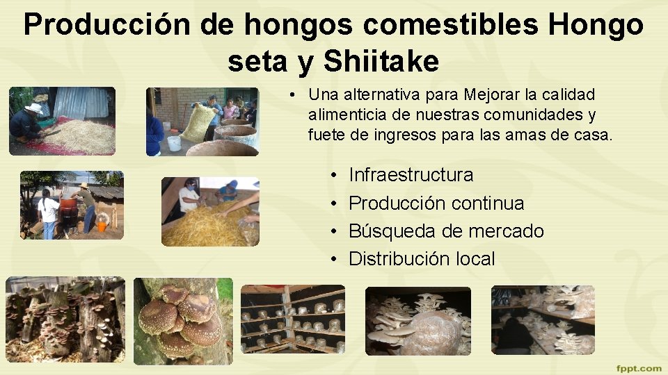 Producción de hongos comestibles Hongo seta y Shiitake • Una alternativa para Mejorar la