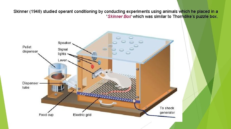 Skinner (1948) studied operant conditioning by conducting experiments using animals which he placed in