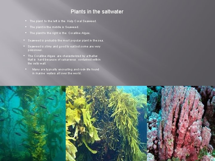 Plants in the saltwater • The plant to the left is the Kelp Coral