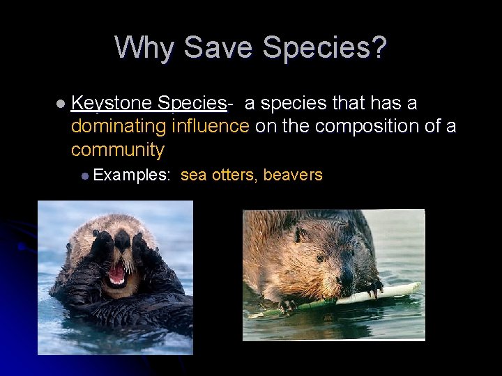 Why Save Species? l Keystone Species- a species that has a dominating influence on