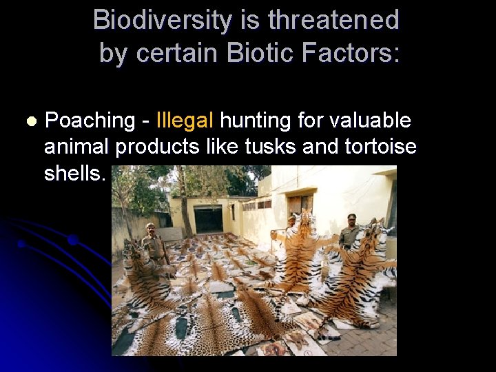 Biodiversity is threatened by certain Biotic Factors: l Poaching - Illegal hunting for valuable