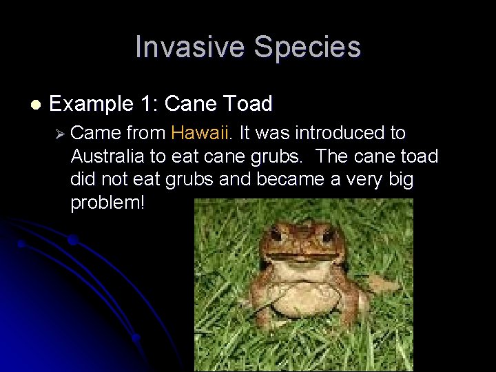 Invasive Species l Example 1: Cane Toad Ø Came from Hawaii. It was introduced