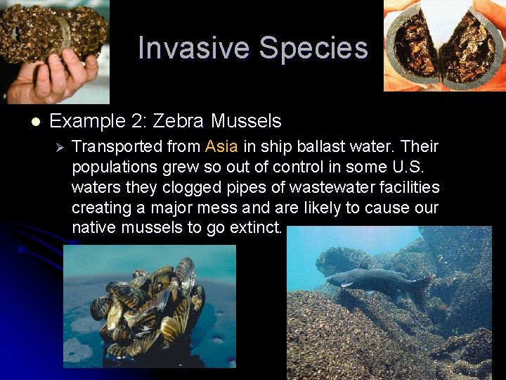 Invasive Species l Example 2: Zebra Mussels Ø Transported from Asia in ship ballast