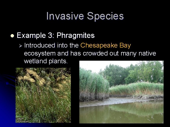 Invasive Species l Example 3: Phragmites Ø Introduced into the Chesapeake Bay ecosystem and