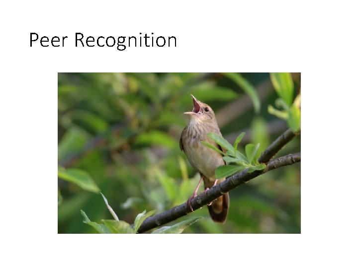 Peer Recognition 