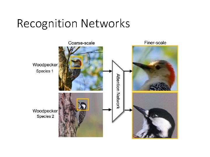 Recognition Networks 