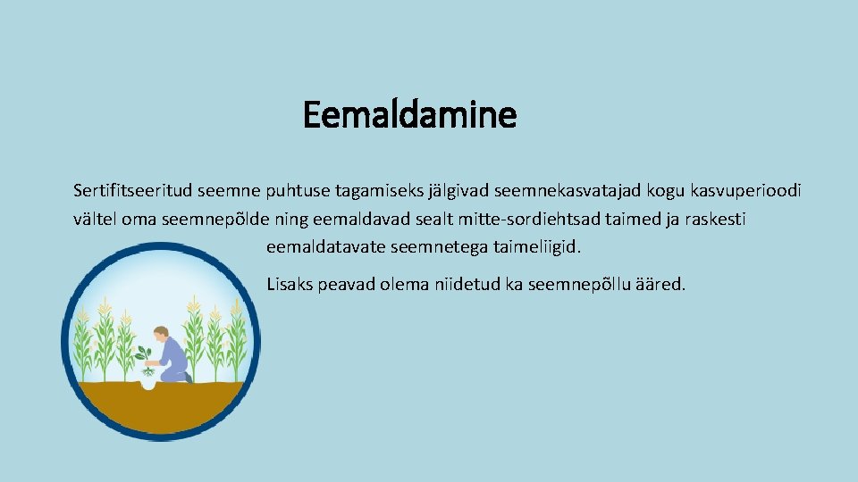 Eemaldamine Sertifitseeritud seemne puhtuse tagamiseks jälgivad seemnekasvatajad kogu kasvuperioodi vältel oma seemnepõlde ning eemaldavad