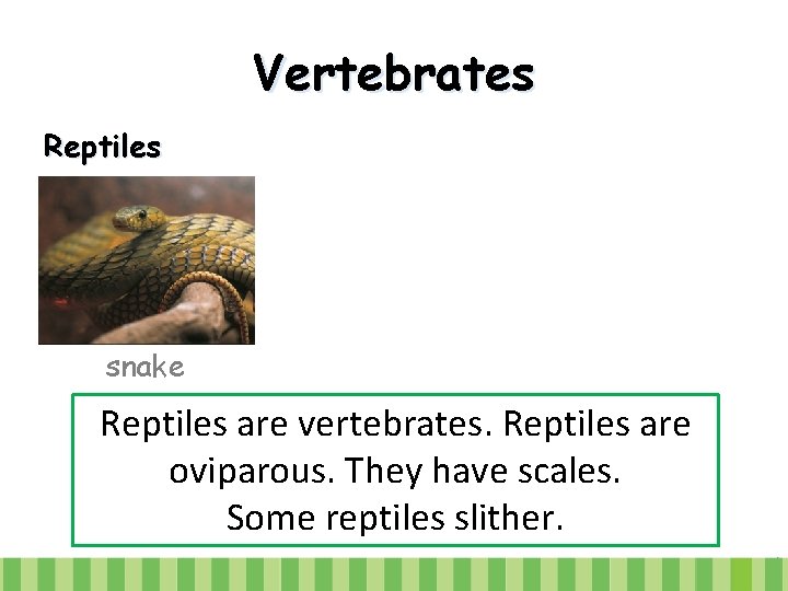 Vertebrates Reptiles snake Reptiles are vertebrates. Reptiles are oviparous. They have scales. Some reptiles