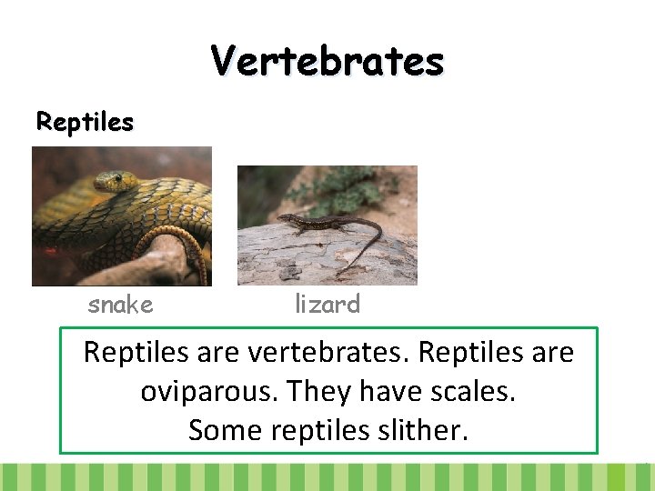 Vertebrates Reptiles snake lizard Reptiles are vertebrates. Reptiles are oviparous. They have scales. Some