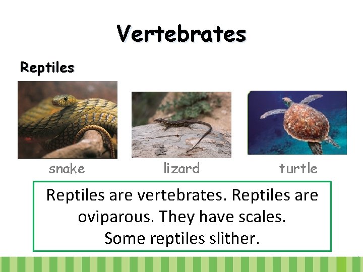 Vertebrates Reptiles snake lizard turtle Reptiles are vertebrates. Reptiles are oviparous. They have scales.
