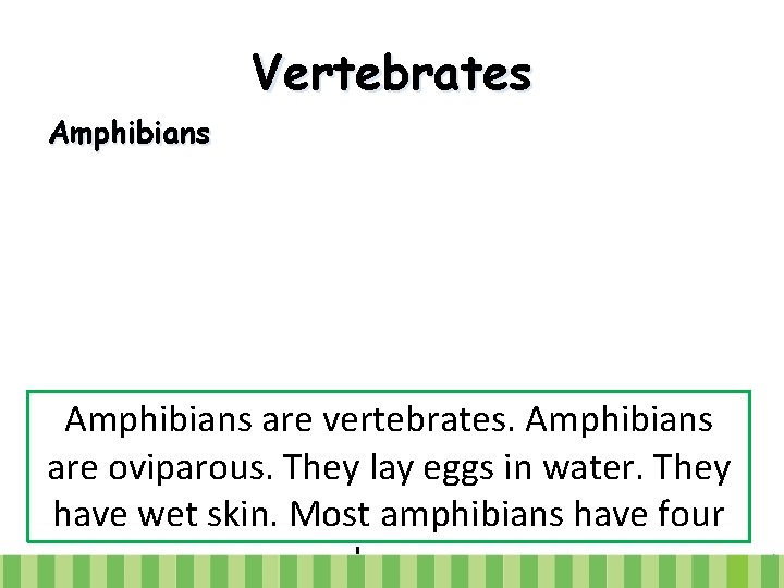Vertebrates Amphibians are vertebrates. Amphibians are oviparous. They lay eggs in water. They have