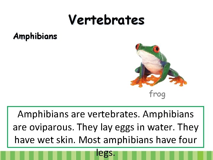 Vertebrates Amphibians frog Amphibians are vertebrates. Amphibians are oviparous. They lay eggs in water.