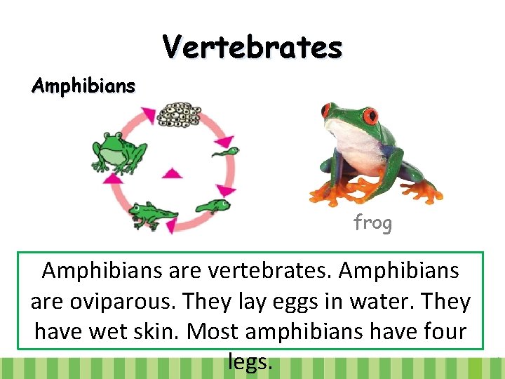 Vertebrates Amphibians frog Amphibians are vertebrates. Amphibians are oviparous. They lay eggs in water.