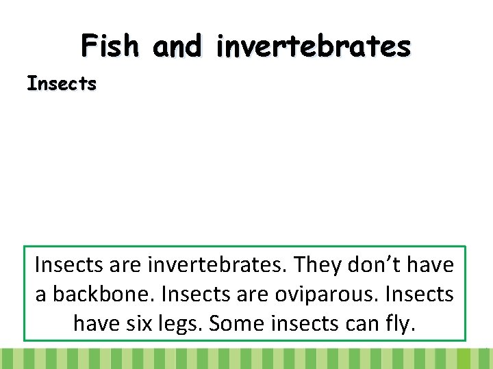 Fish and invertebrates Insects are invertebrates. They don’t have a backbone. Insects are oviparous.