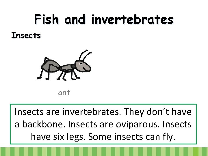 Fish and invertebrates Insects ant Insects are invertebrates. They don’t have a backbone. Insects