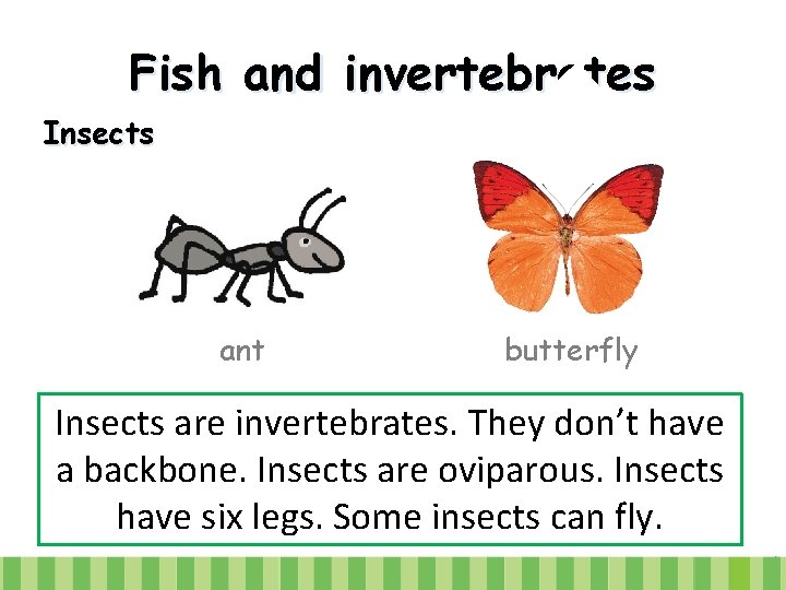 Fish and invertebrates Insects ant butterfly Insects are invertebrates. They don’t have a backbone.