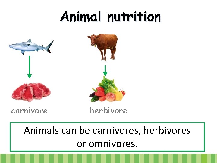 Animal nutrition carnivore herbivore Animals can be carnivores, herbivores or omnivores. 