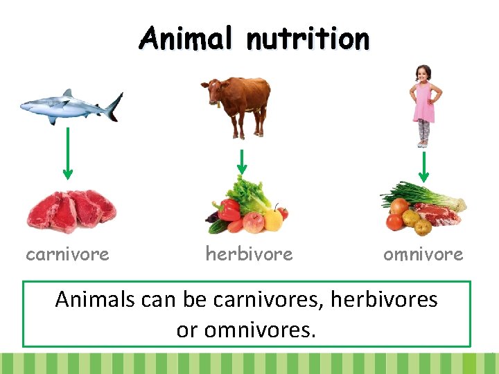 Animal nutrition carnivore herbivore omnivore Animals can be carnivores, herbivores or omnivores. 