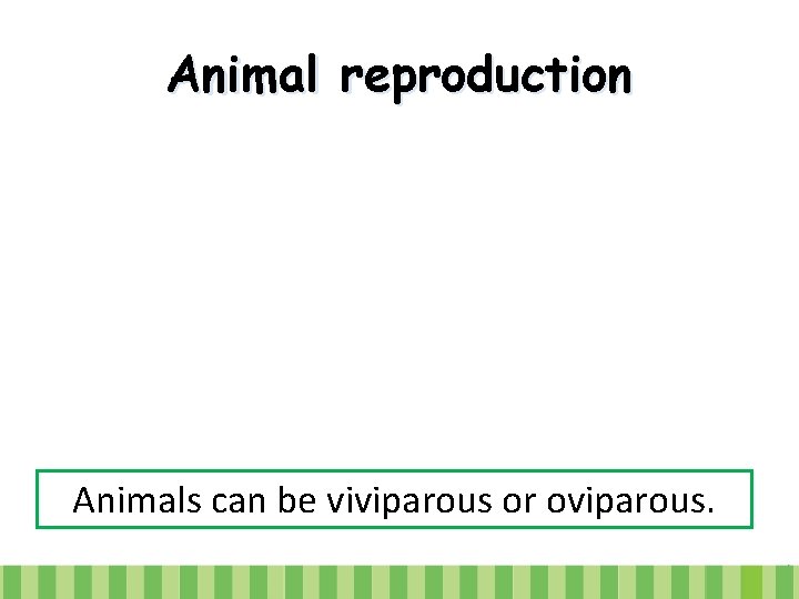 Animal reproduction Animals can be viviparous or oviparous. 