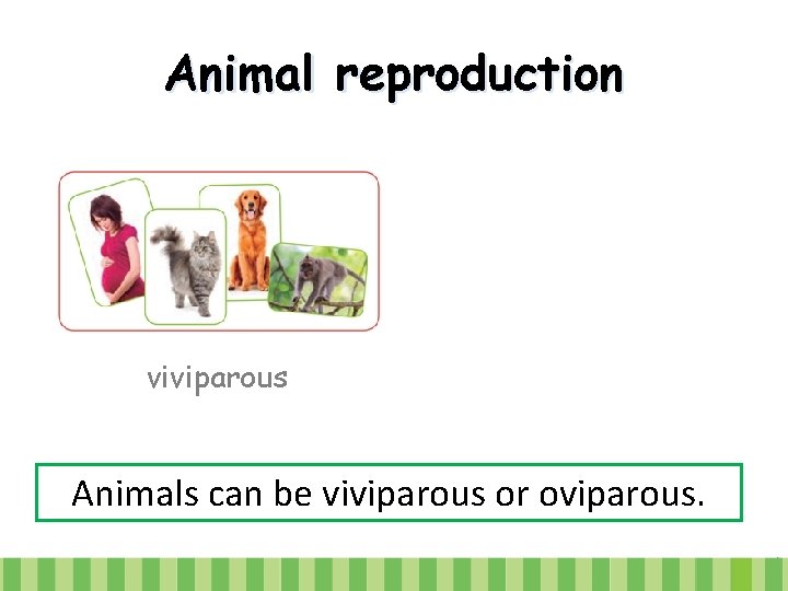 Animal reproduction viviparous Animals can be viviparous or oviparous. 