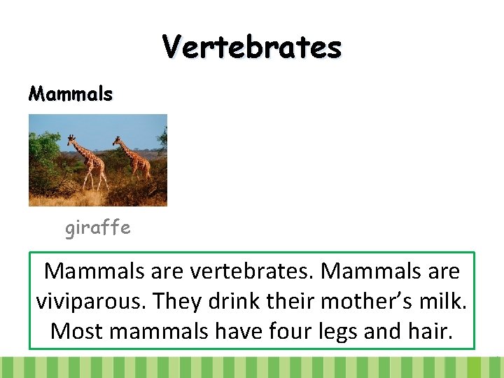 Vertebrates Mammals giraffe Mammals are vertebrates. Mammals are viviparous. They drink their mother’s milk.
