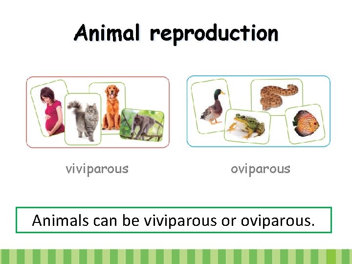 Animal reproduction viviparous oviparous Animals can be viviparous or oviparous. 