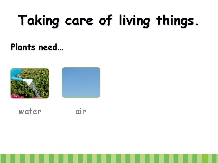 Taking care of living things. Plants need… water air 