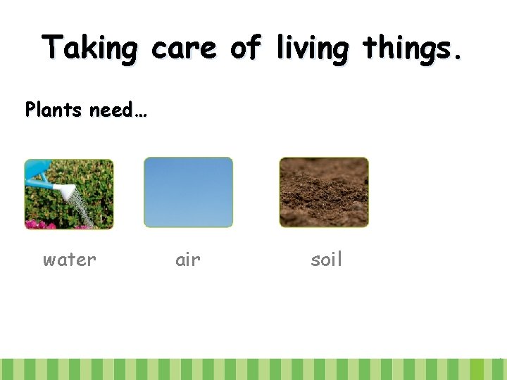 Taking care of living things. Plants need… water air soil 