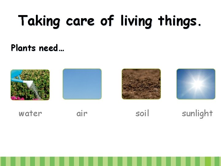 Taking care of living things. Plants need… water air soil sunlight 