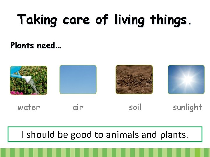 Taking care of living things. Plants need… water air soil sunlight I should be