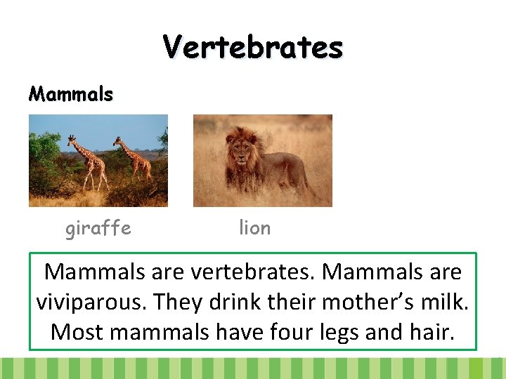 Vertebrates Mammals giraffe lion Mammals are vertebrates. Mammals are viviparous. They drink their mother’s