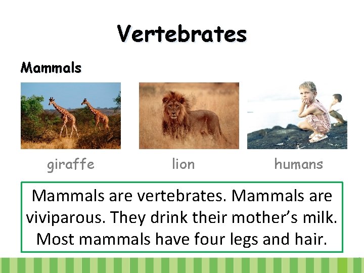 Vertebrates Mammals giraffe lion humans Mammals are vertebrates. Mammals are viviparous. They drink their