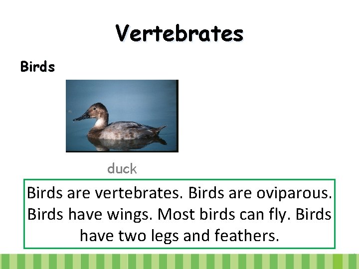 Vertebrates Birds duck Birds are vertebrates. Birds are oviparous. Birds have wings. Most birds