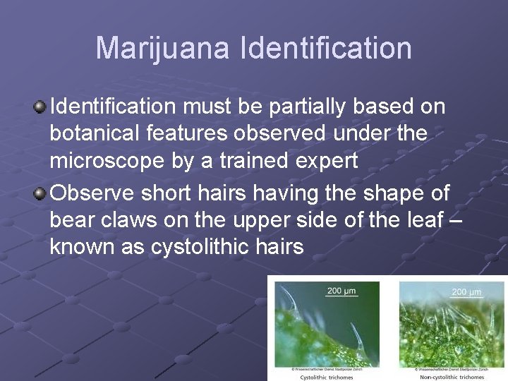 Marijuana Identification must be partially based on botanical features observed under the microscope by