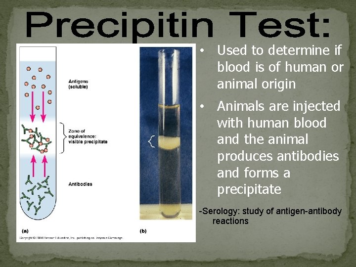  • Used to determine if blood is of human or animal origin -
