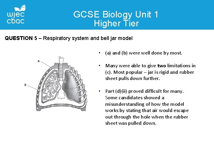 GCSE Biology Unit 1 Higher Tier QUESTION 5 – Respiratory system and bell jar