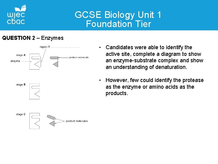 GCSE Biology Unit 1 Foundation Tier QUESTION 2 – Enzymes • Candidates were able