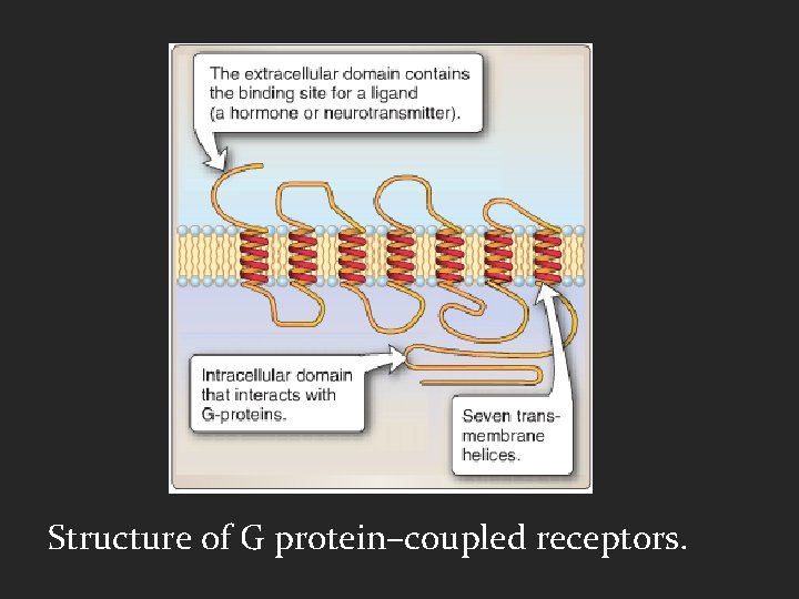 Structure of G protein–coupled receptors. 