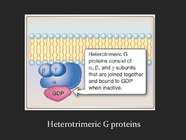 Heterotrimeric G proteins 