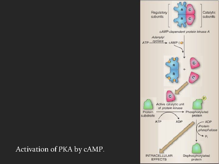 Activation of PKA by c. AMP. 