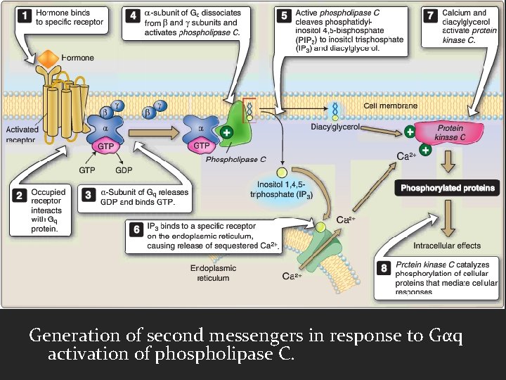 Generation of second messengers in response to Gαq activation of phospholipase C. 