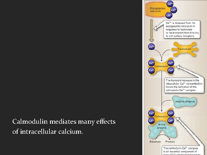 Calmodulin mediates many effects of intracellular calcium. 
